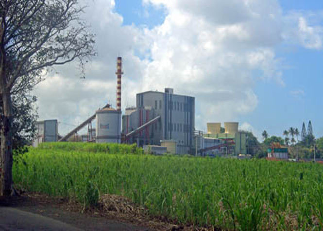 Maurice : La richesse de la canne à sucre en baisse