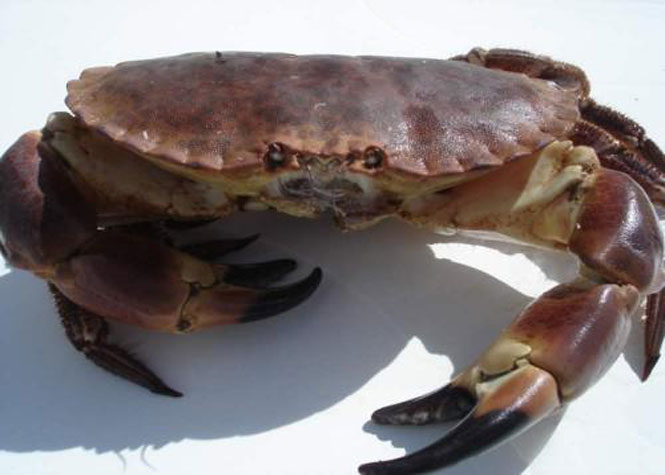 Maurice : Le centre de recherches d'Albion va se consacrer à l'aquaculture de crabes