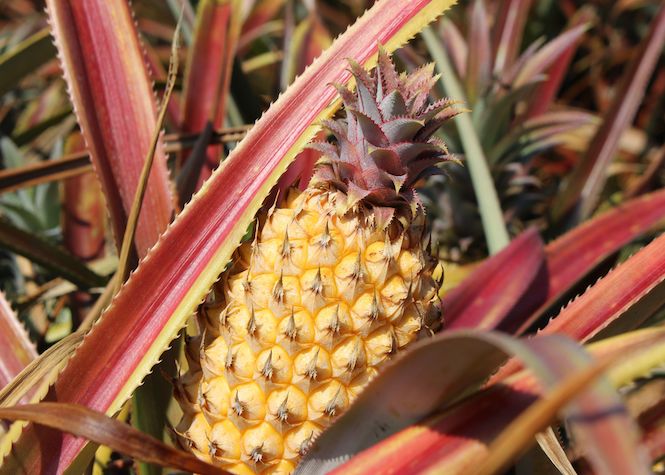Un virus ravage la production d'ananas péi
