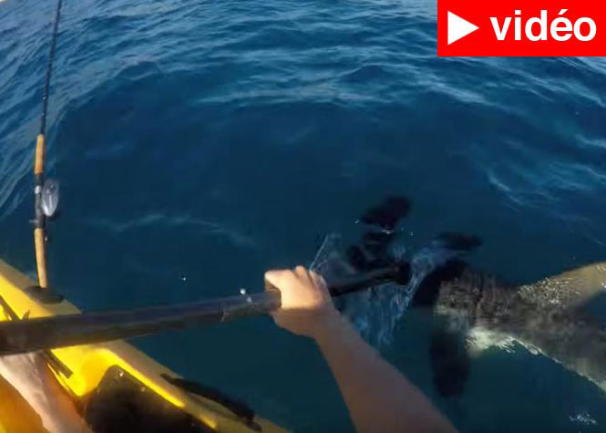 Californie : Un pêcheur en kayak chargé par un requin-marteau particulièrement agressif