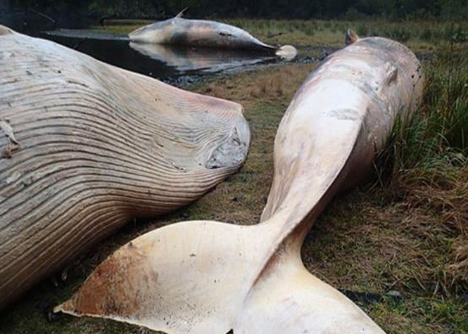Chili : Plus de 300 baleines retrouvées mortes dans un fjord de Patagonie