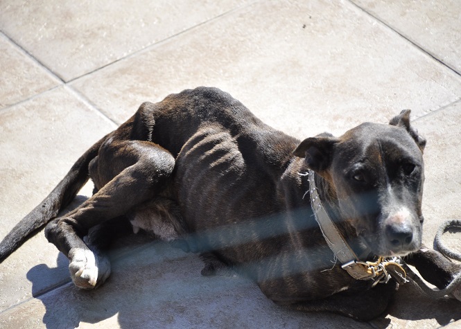 Bois-de-Nèfles St-Paul: Urgence pour un chien squelettique