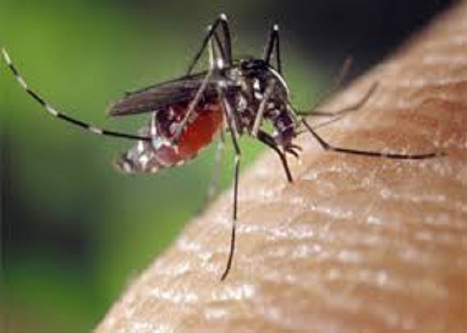 Trois cas de dengue déclarés à Saint-Joseph