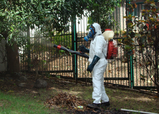 Saint-Joseph: 14 cas autochtones de dengue identifiés