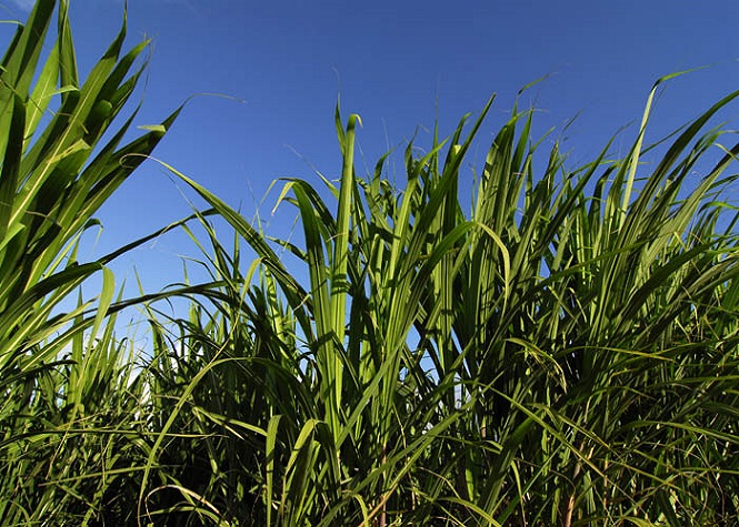 Canne à sucre: 20,3 millions d'euros versés pour l'aide à la production
