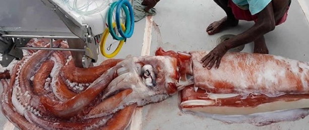Des pêcheurs mauriciens sortent de l'eau un calamar géant