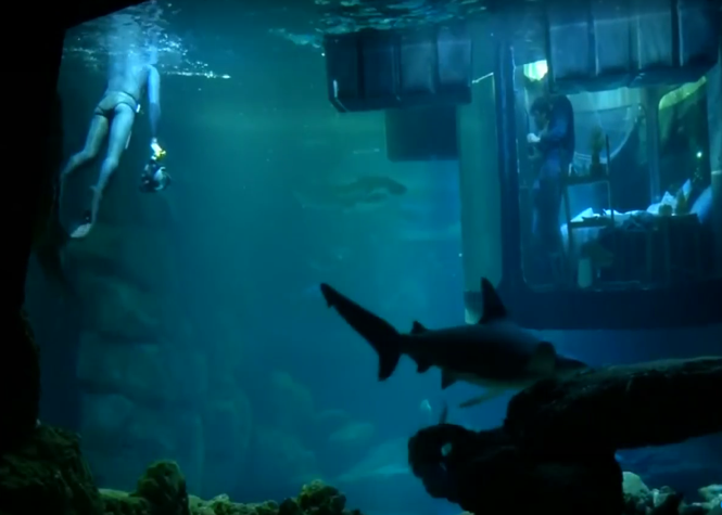 [Vidéo] Airbnb propose des nuits au milieu des requins