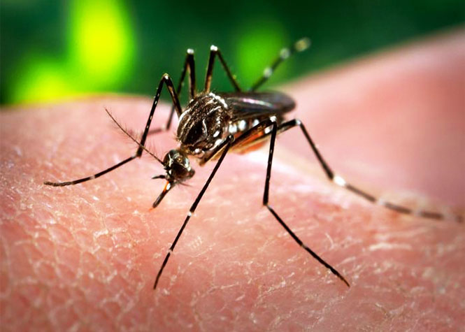 Dengue : 184 cas autochtones confirmés