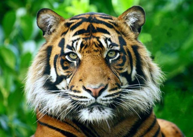 Espagne : Un tigre tue sa soigneuse