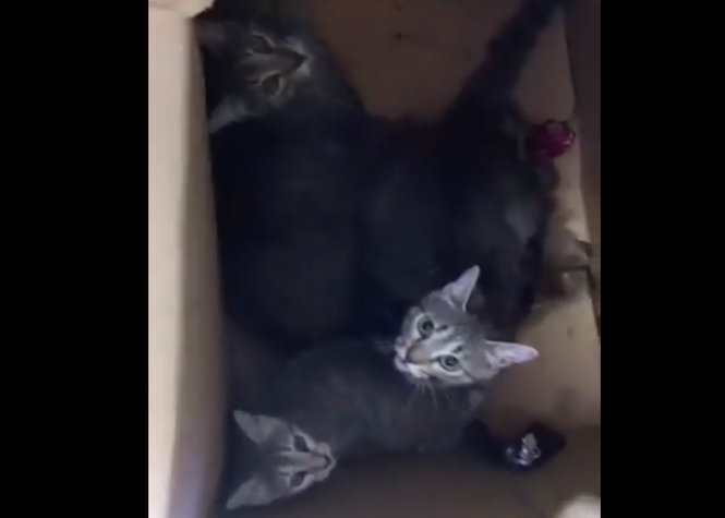 [VIDEO] Trois chats destinés à la benne à ordures sauvés in extremis par la SPA