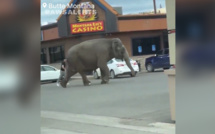 (Vidéo) Un éléphant s'échappe de son cirque aux Etats-Unis et crée la pagaille dans une ville