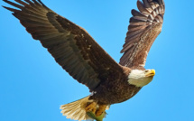 Savoie : un parapentiste souffre de 50 plaies après avoir été attaqué par un aigle royal en plein vol
