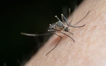 Virus West Nile : trois morts et des cas en forte hausse en Île-de-France