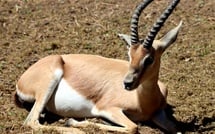 Quatre gazelles dorcas naissent au zoo d’Amiens, une première en France