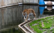 Drame dans un zoo anglais : un homme tué après être entré dans l’enclos des tigres