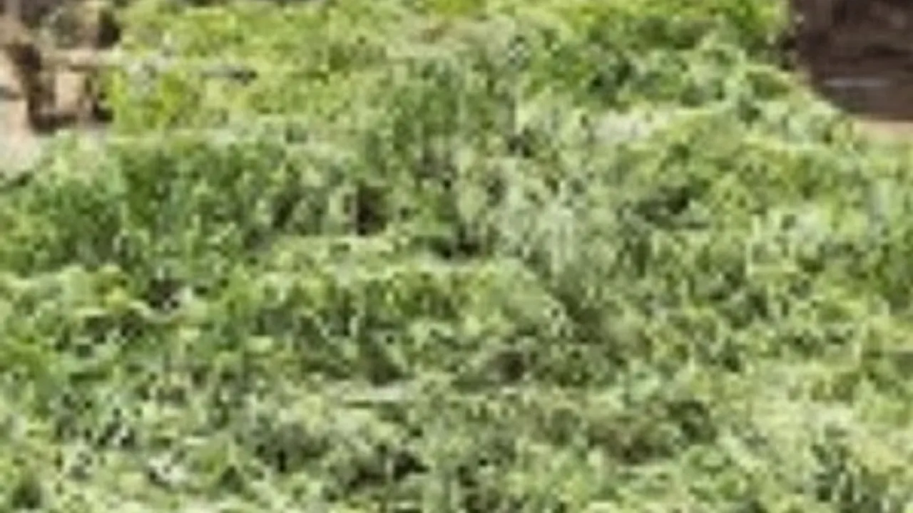 3589098-5190661