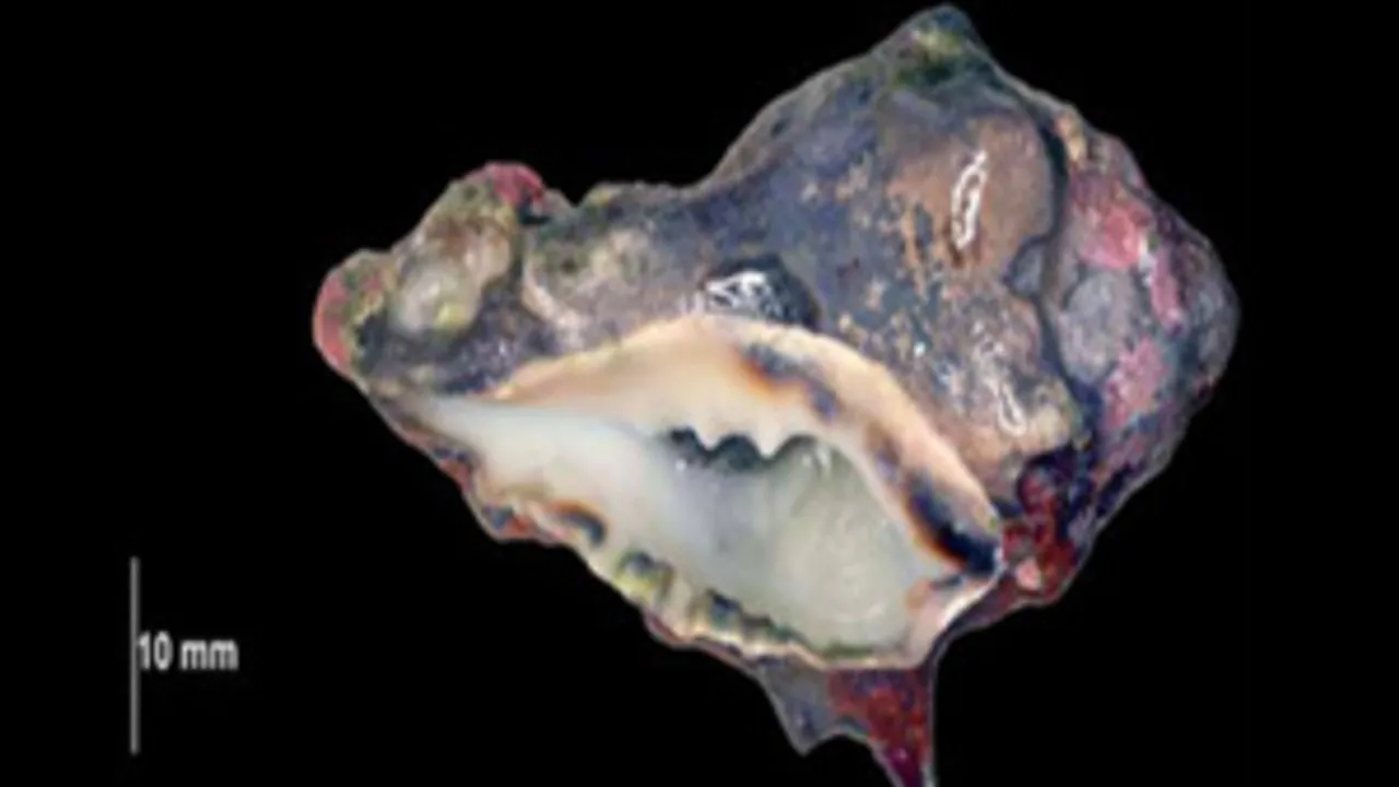 5277435-7875616
