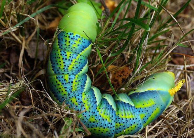 Grosse Chenille Jaune Et Verte