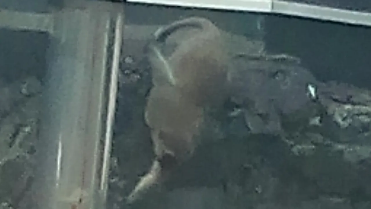 10603969-17445510