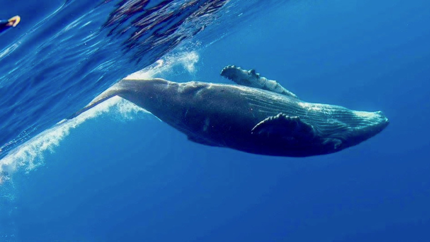 Environnement, le Japon en passe de pêcher la baleine dans la zone