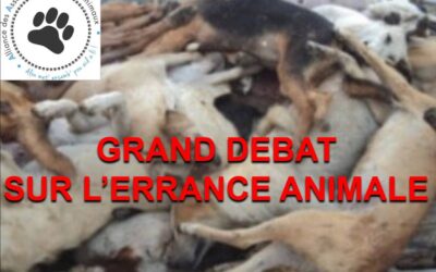 Un débat sur l’errance animale à La Réunion organisé ce samedi
