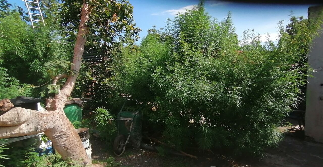 53312077-40396486