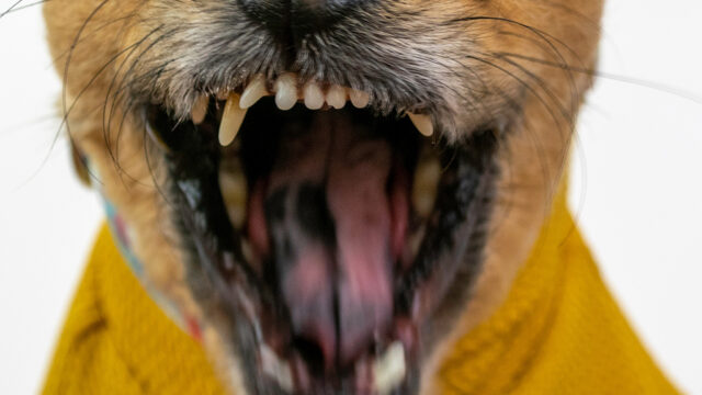 Attaque chien