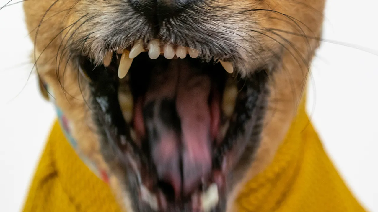 Attaque chien