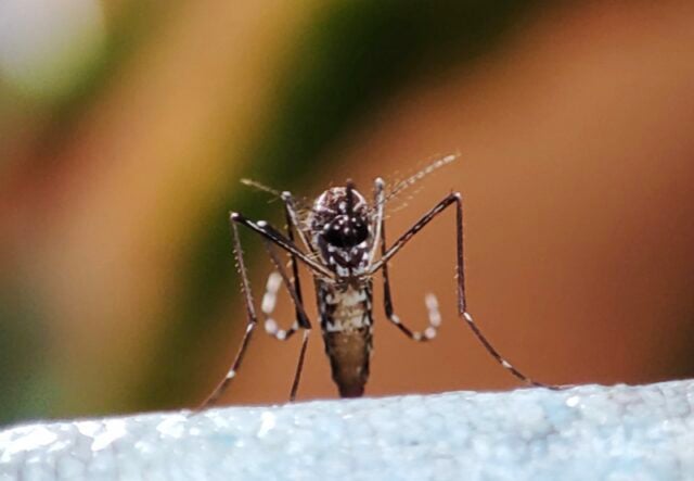 Chikungunya Moustique