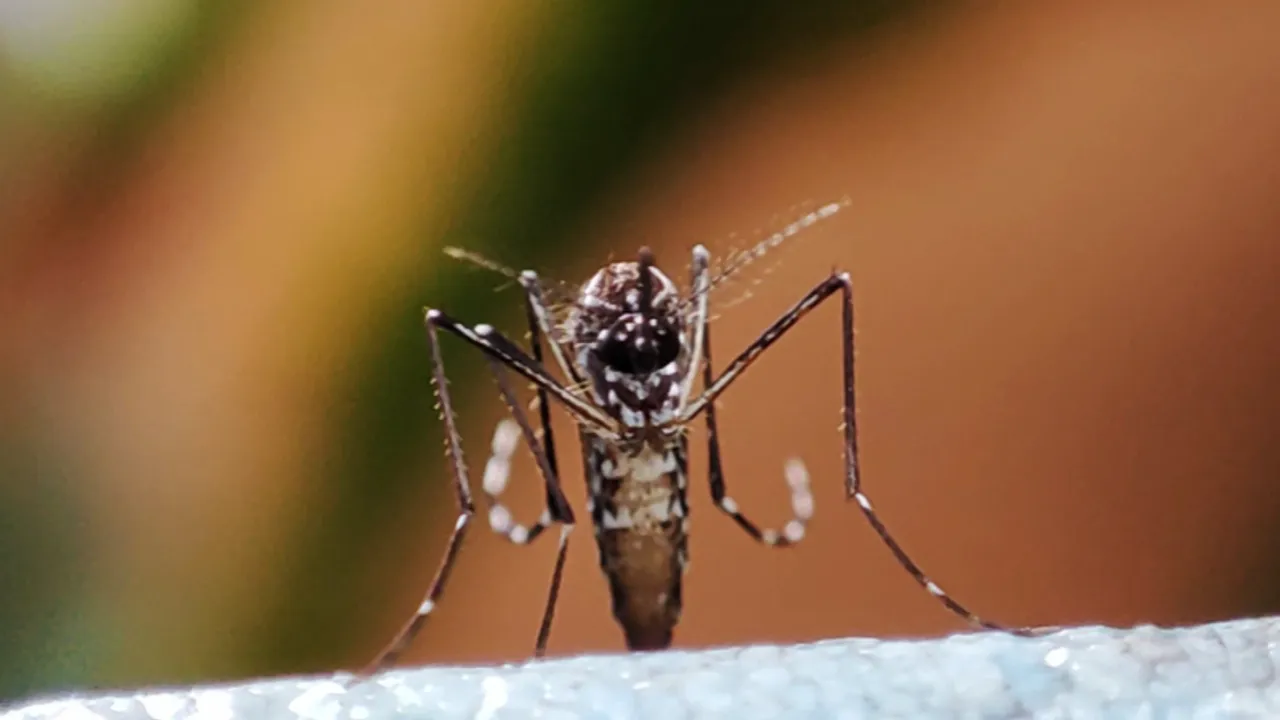 Moustique Chikungunya Moustique