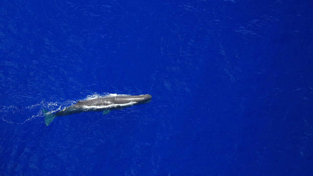 59467324-43692602
