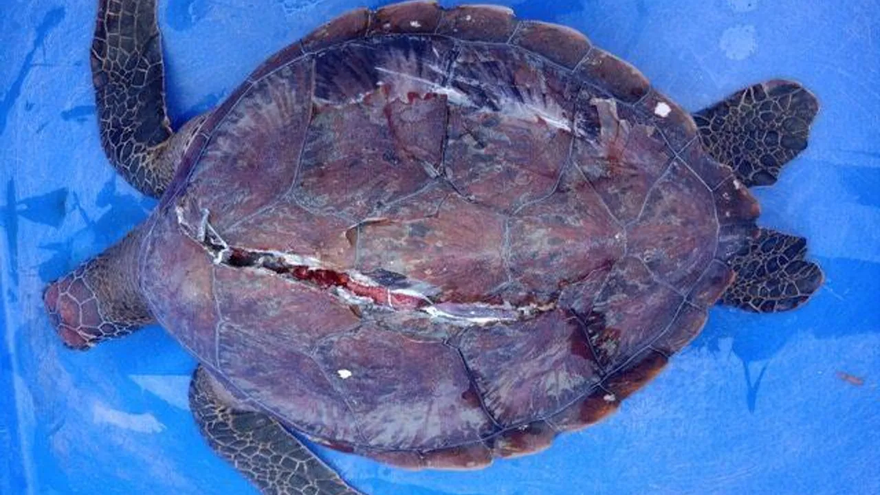 Tortue blessee