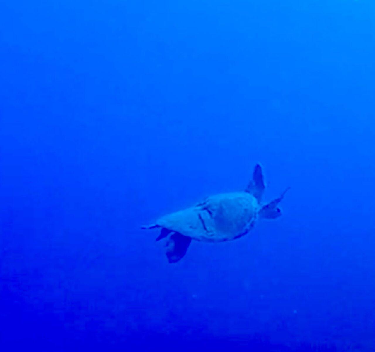 tortue blessée 2