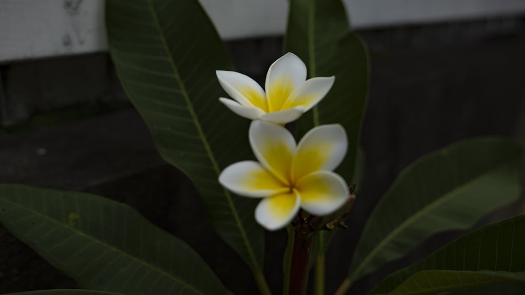 Fleur