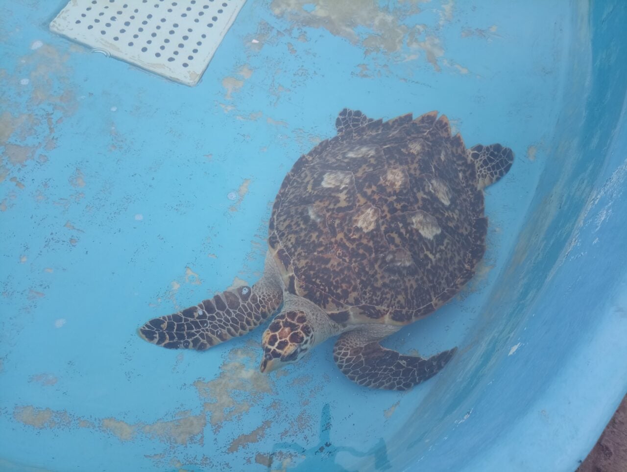 tortue imbriquée Kelonia