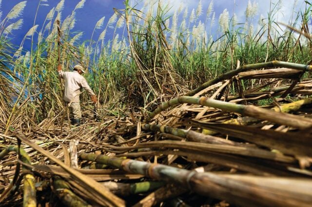 Endetté à plus de 300.000 euros, un agriculteur de Bassin Plat obtient un allègement de sa dette devant le tribunal.