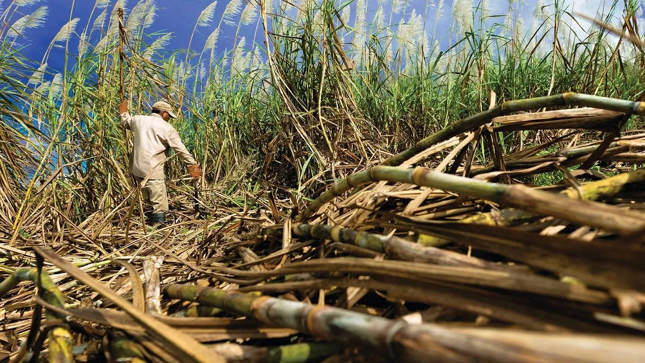 Endetté à plus de 300.000 euros, un agriculteur de Bassin Plat obtient un allègement de sa dette devant le tribunal.