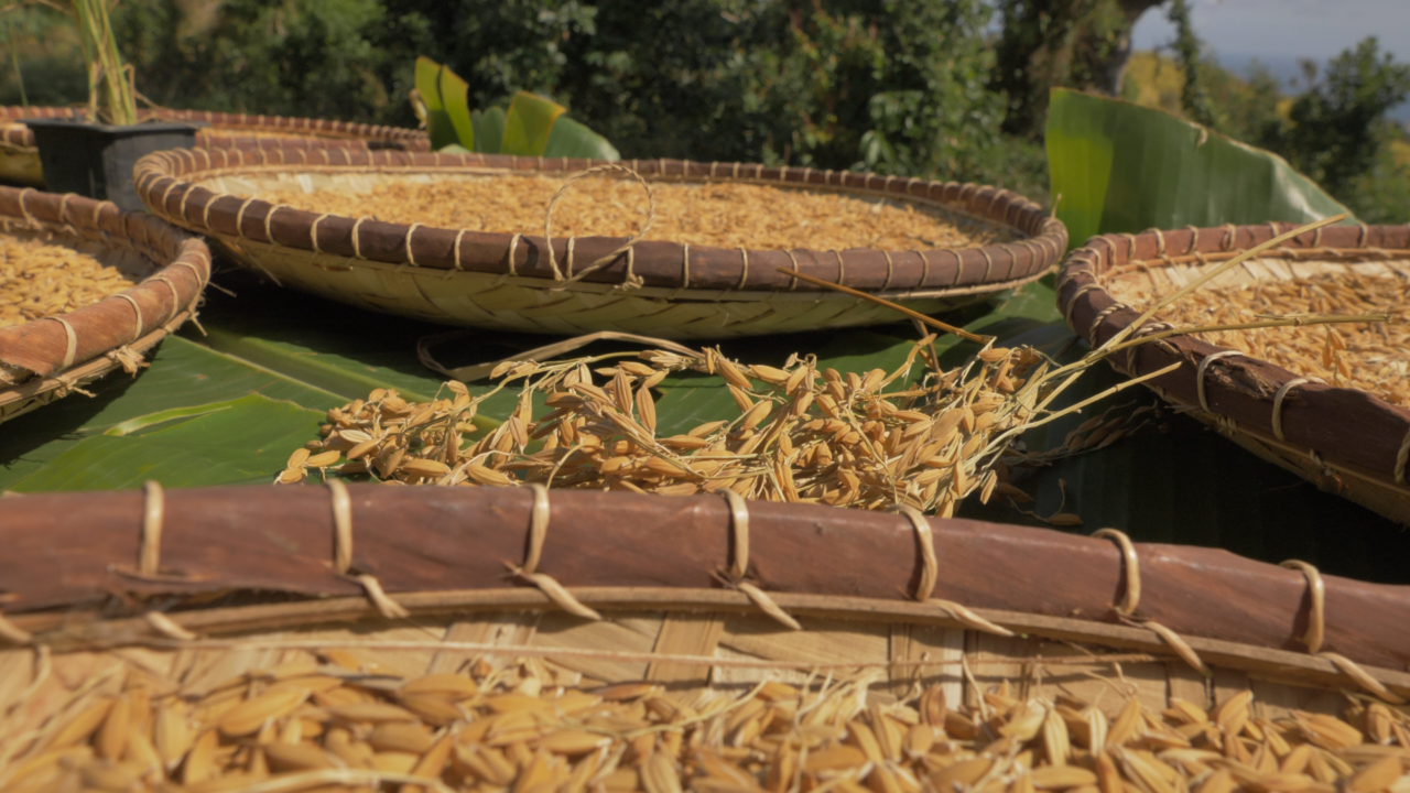 Riz-agriculture