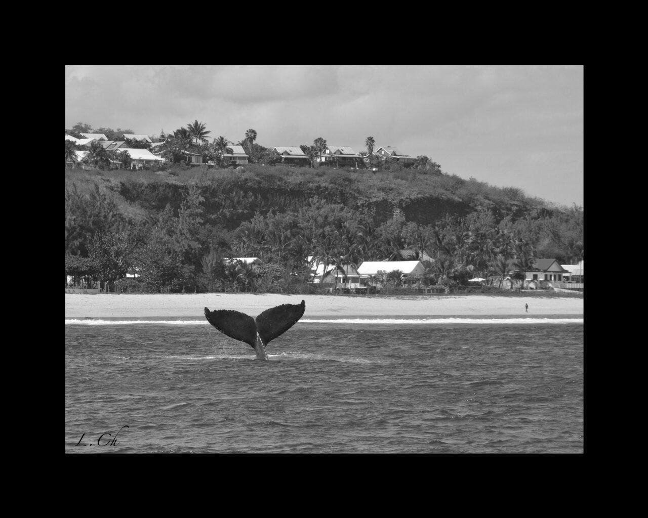 queue plage baleine