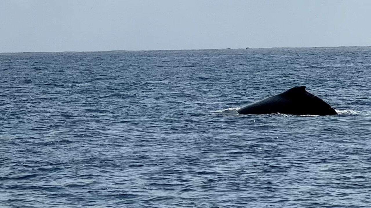 Baleine