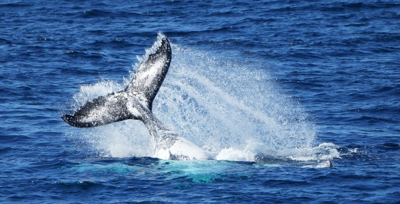 baleine - Globice Baleines