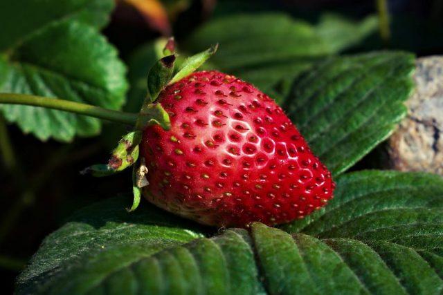 Fête de la fraise à Montvert