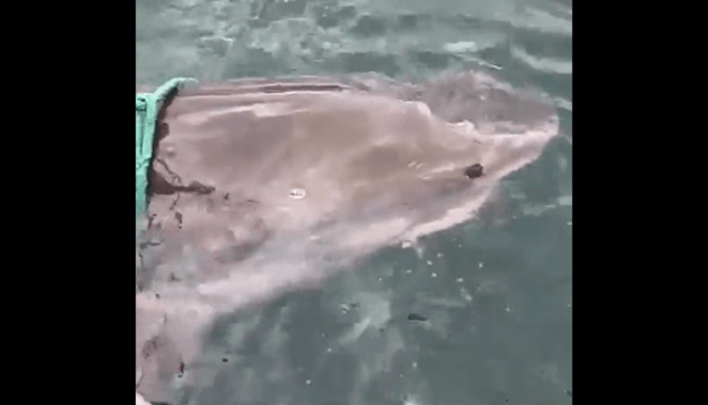 Images sur Twitter de Jean-François Nativel et d'un requin-tigre