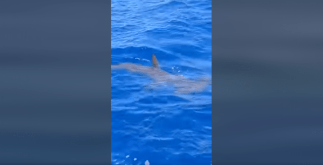 Un requin-marteau observé au large de Boucan Canot