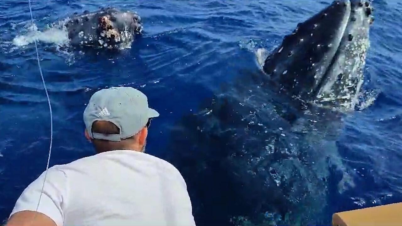 Quelques centimètres des baleines