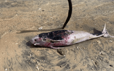 Un cadavre putréfié de cachalot nain retrouvé sur la plage de Trou d’Eau