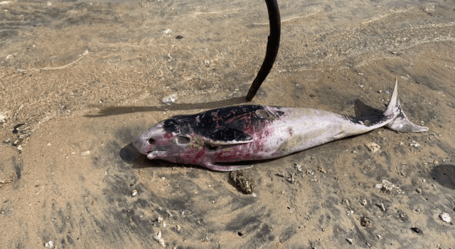 un-cadavre-putrefie-de-cachalot-nain-retrouve-sur-la-plage-de-trou-deau-cachalot-nain