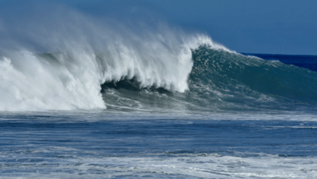Requins -houle