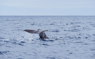 Australie : Une baleine heurte un bateau, un passager tué
