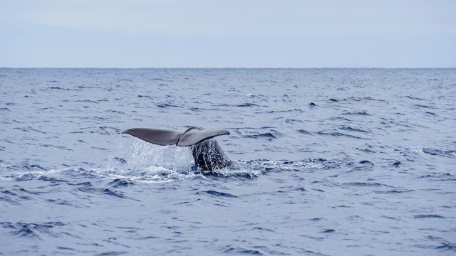 Illustration d'une baleine (Source : Envato)